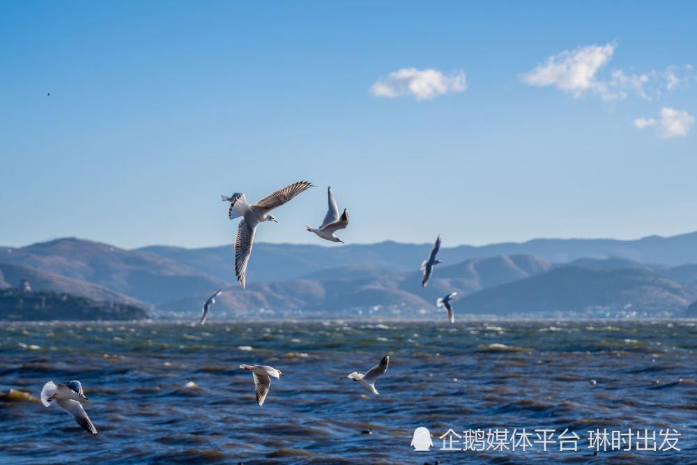 海鸥台风最新动态，科技巨浪来袭，体验前沿科技的力量！