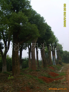 香樟树价格表