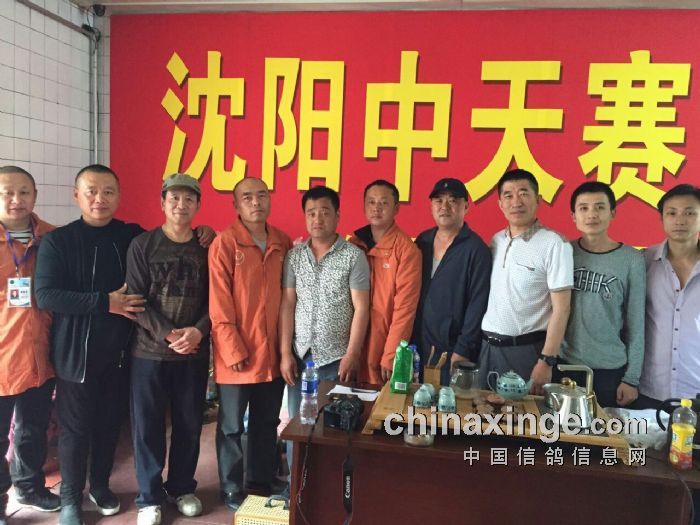 沈阳中天赛鸽俱乐部最新论述及动态概览