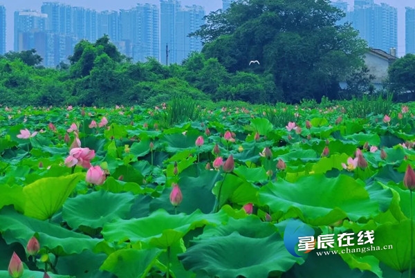 开福区苏托垸最新动态