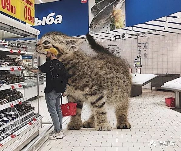 猫咪最新官方网，小巷中的秘密特色小店探秘