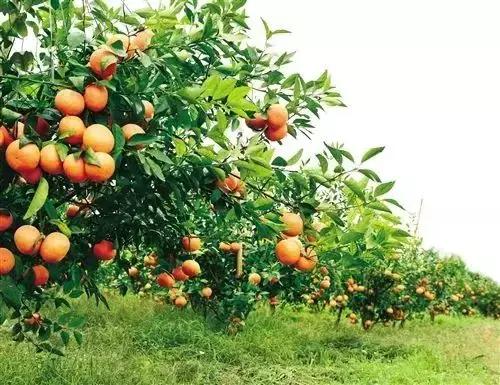 沃柑价格最新报价