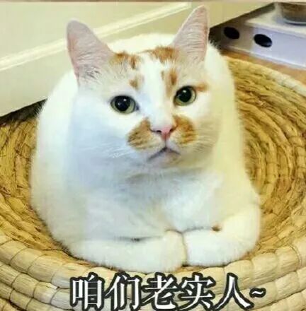 健康猫日常趣事与最新消息，友情纽带下的健康分享