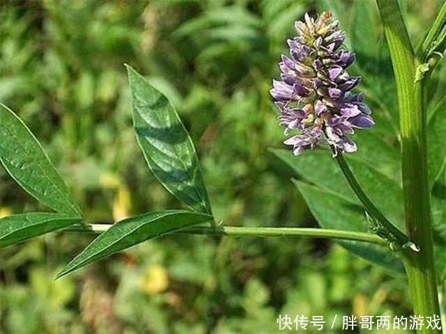 甘草最新价格资讯
