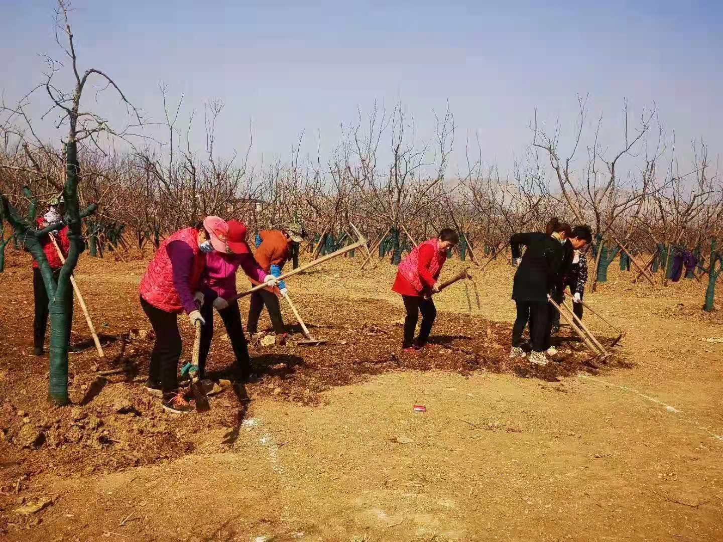 玄参最新价