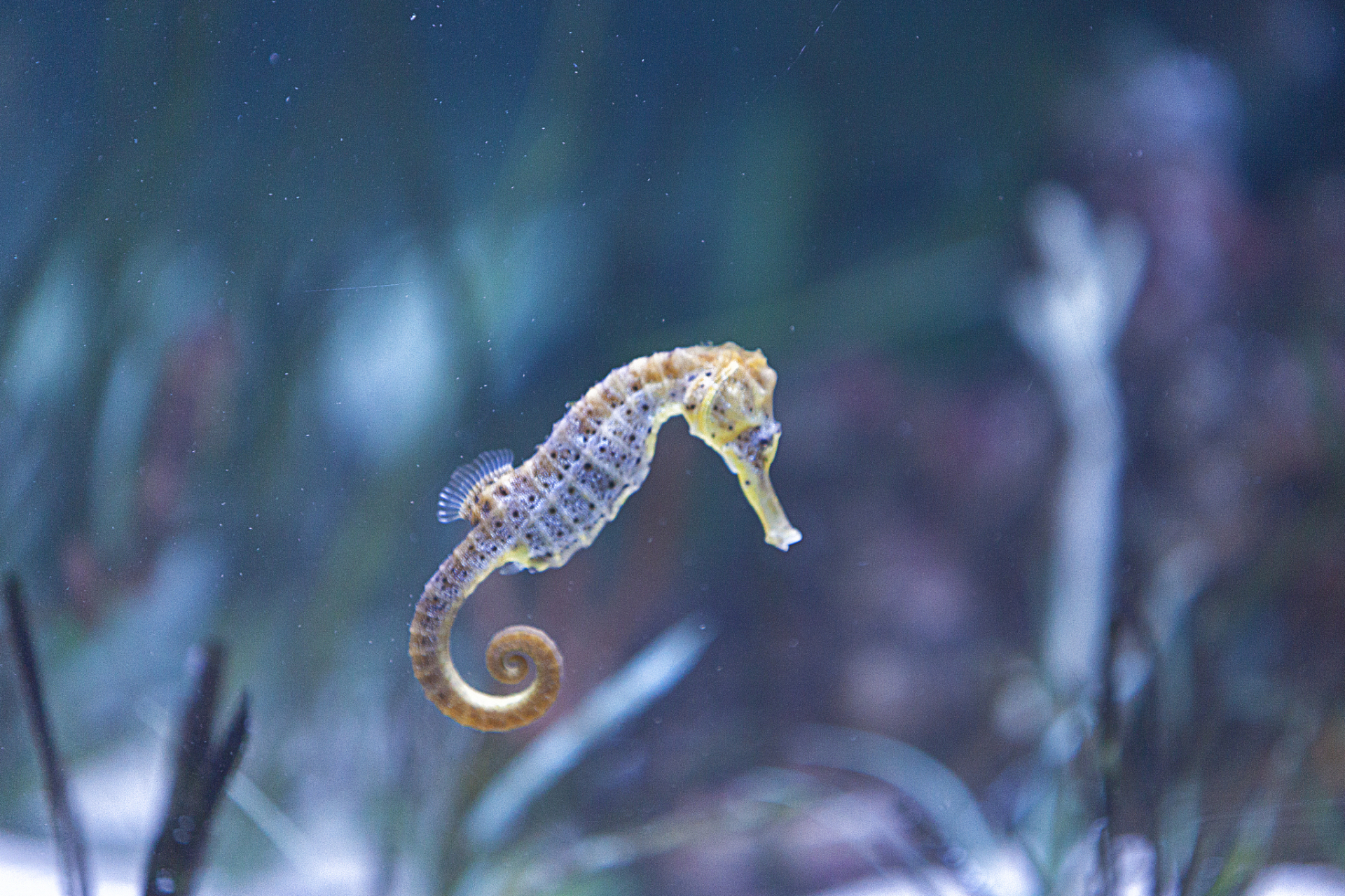 海马最新动态