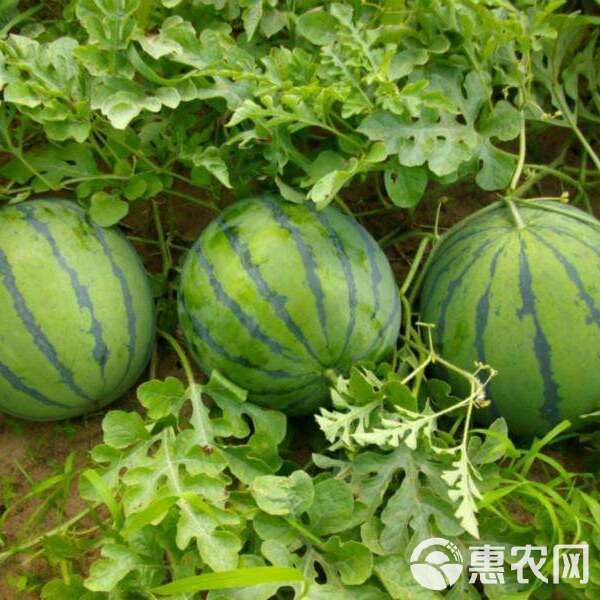 西瓜励志成长故事
