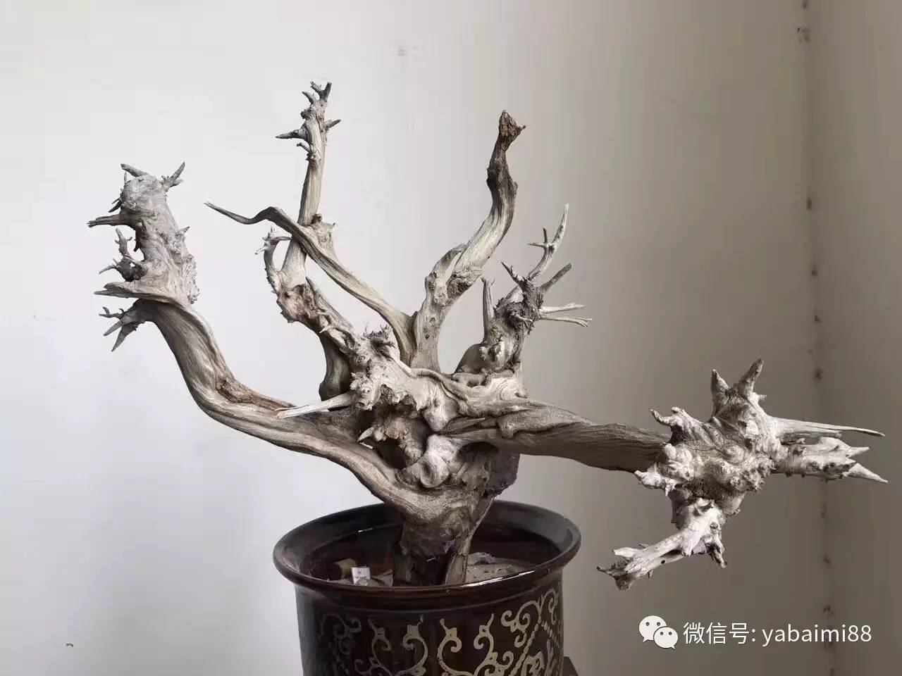崖柏最新价格