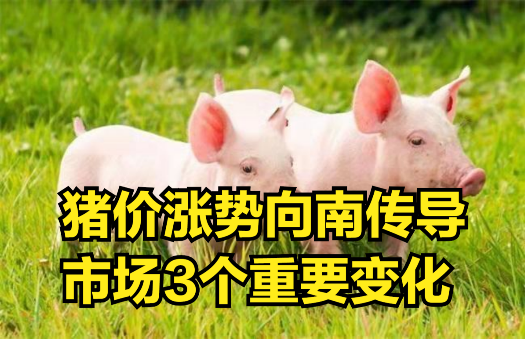 最新牲猪价格动态，市场变化中的学习自信与成就感探索